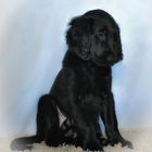 Akiano - Flat Coated Retriever