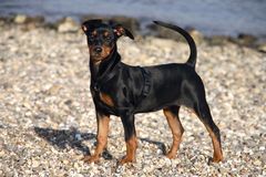 Akira am Rhein II, unser Deutscher Pinscher