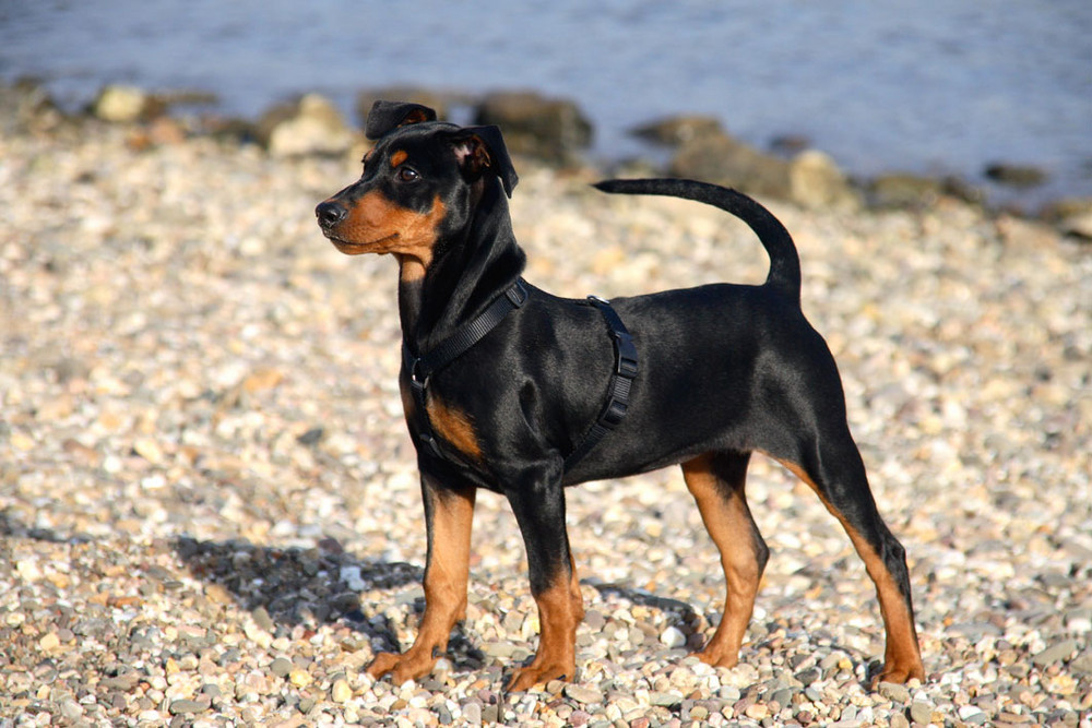 Akira am Rhein, unser Deutscher Pinscher