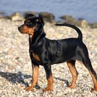 Akira am Rhein, unser Deutscher Pinscher