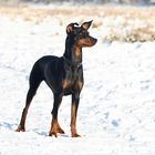 Akira, Deutscher Pinscher im Schnee