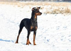 Akira, Deutscher Pinscher im Schnee