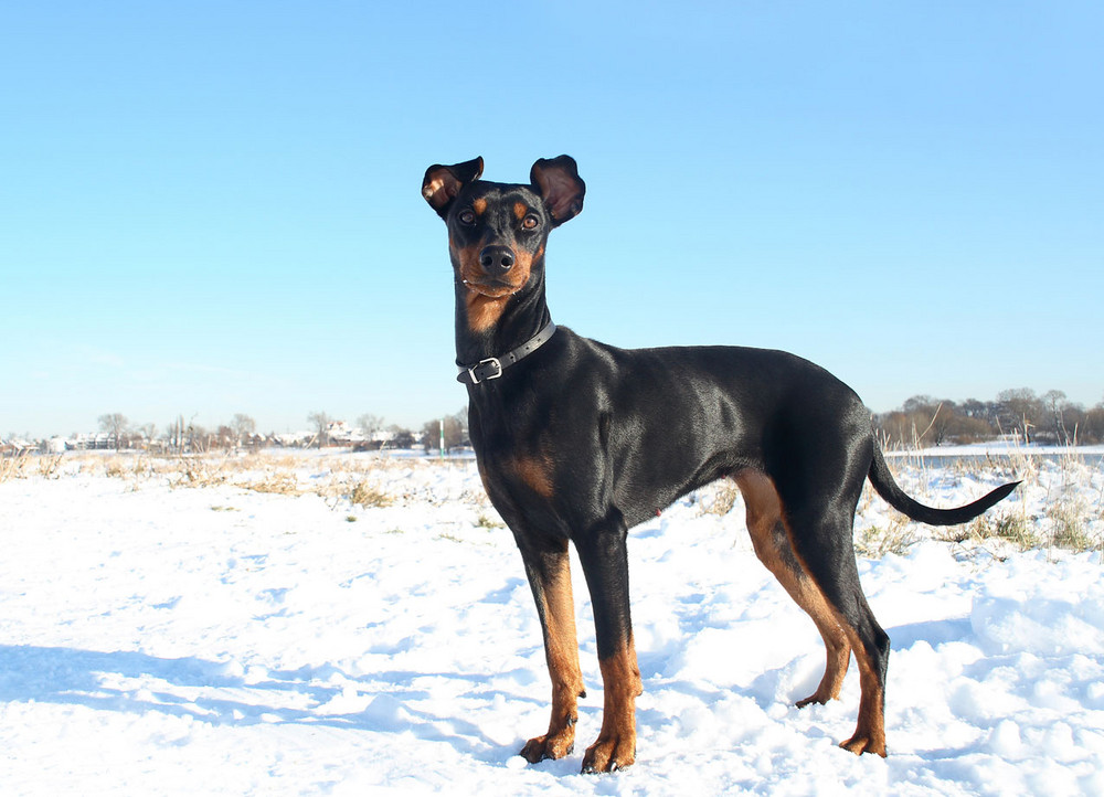 Akira, Deutscher Pinscher im Schnee II