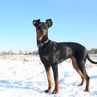 Akira, Deutscher Pinscher im Schnee II