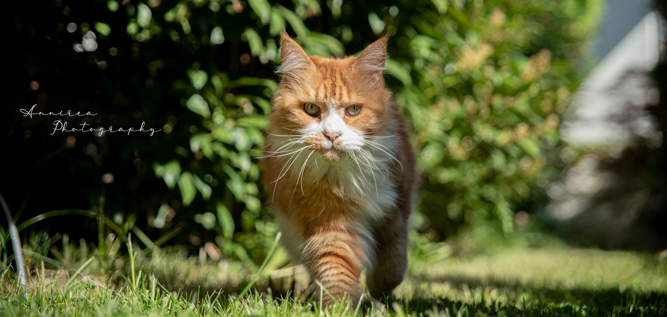 Akira im Garten