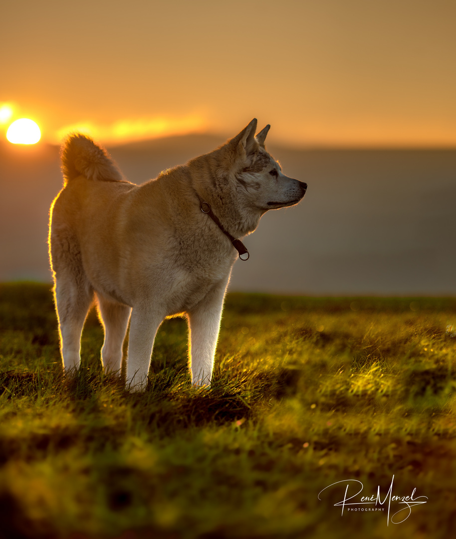 Akita Dame