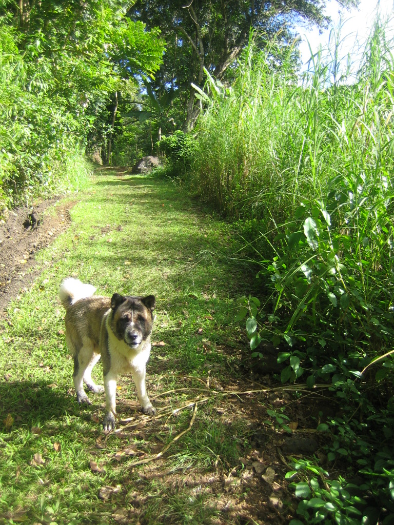 akita dog