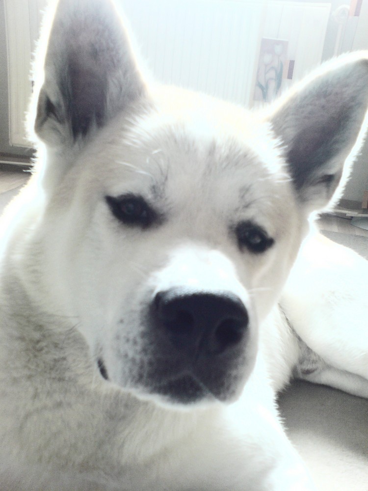 Akita