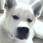 Akita