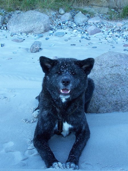 Akita Hündin Yoko