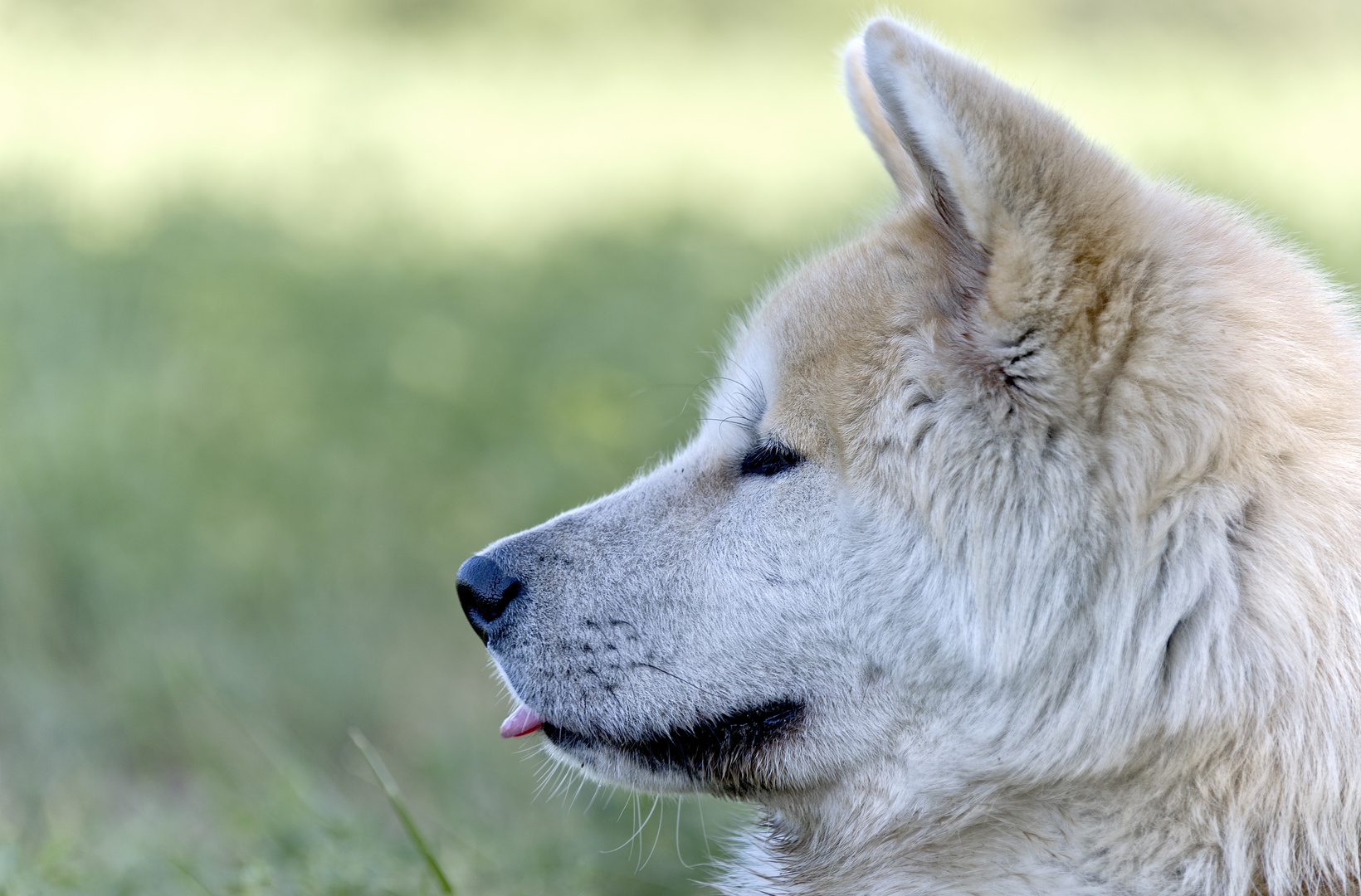 Akita Inu Foto Bild Tiere Haustiere Hunde Bilder Auf Fotocommunity