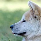 Akita Inu