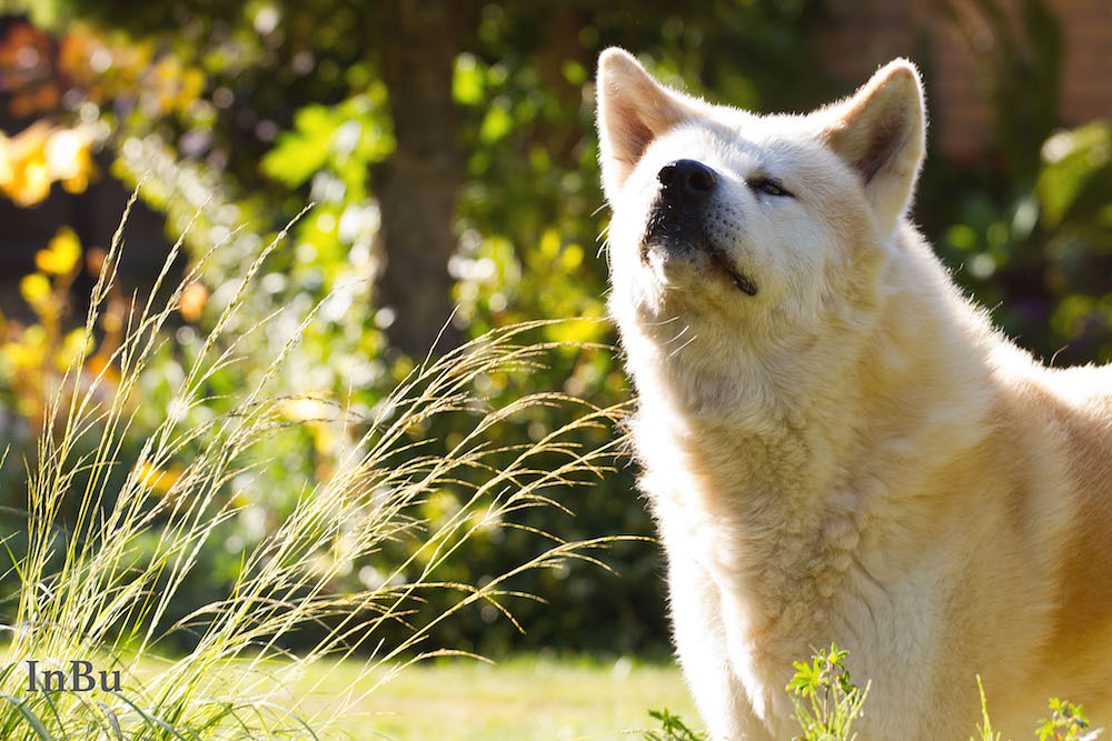 Akita Inu (10 +)