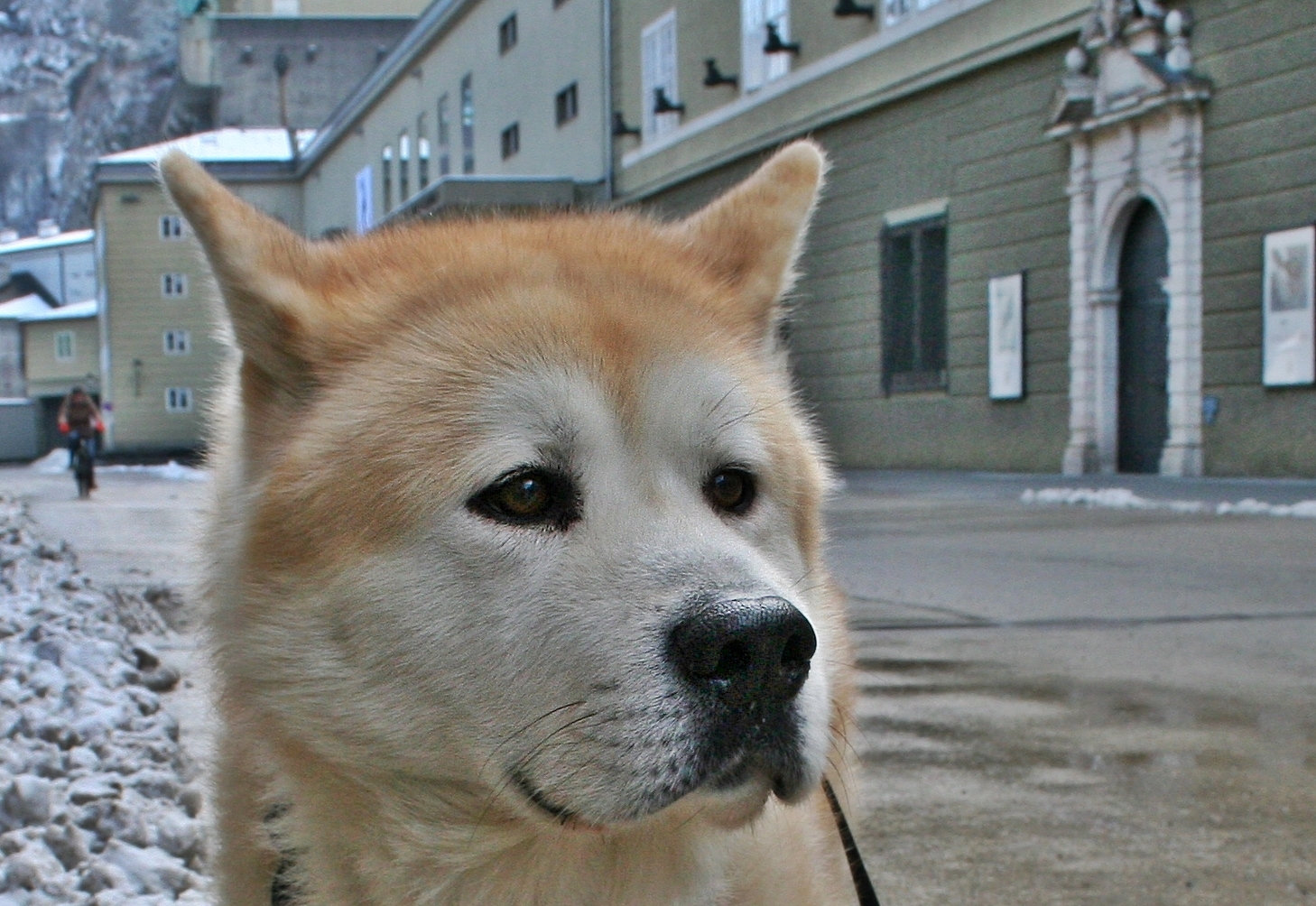 Akita Inu