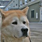 Akita Inu