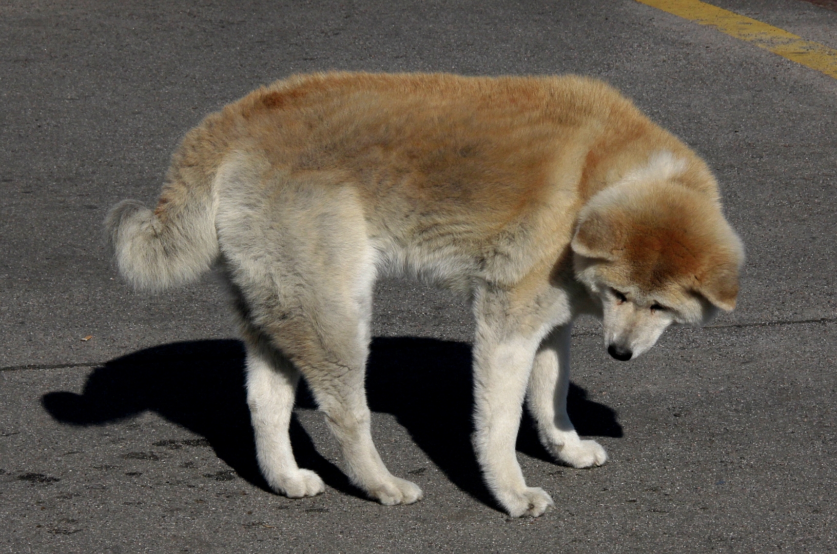 Akita Inu