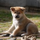 Akita Inu