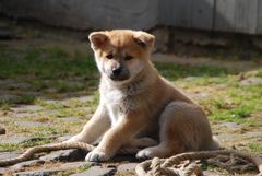 Akita Inu