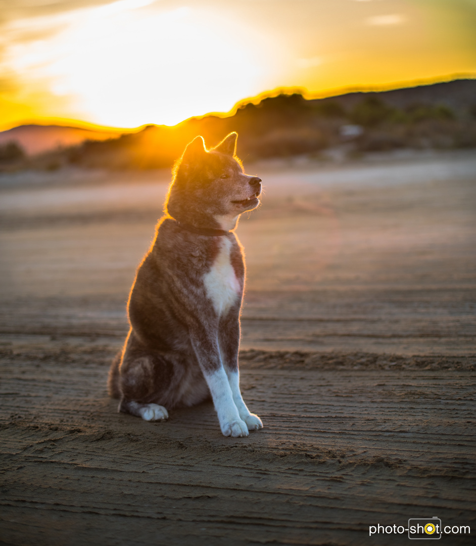 Akita Inu -Anami :-)