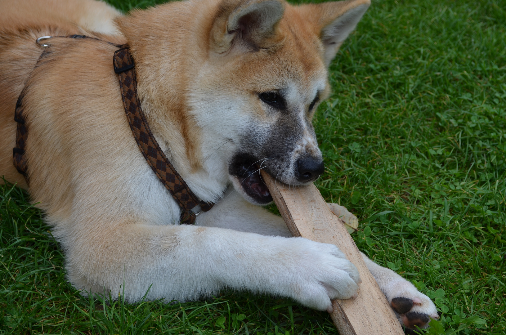 Akita Inu Anzu Macht Holz Klein Foto Bild Tiere Haustiere Natur Bilder Auf Fotocommunity