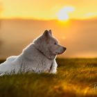 Akita Inu beim Sonnenuntergang 