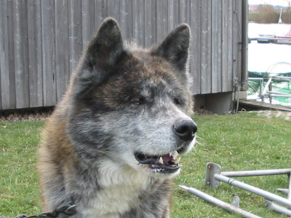 Akita Inu