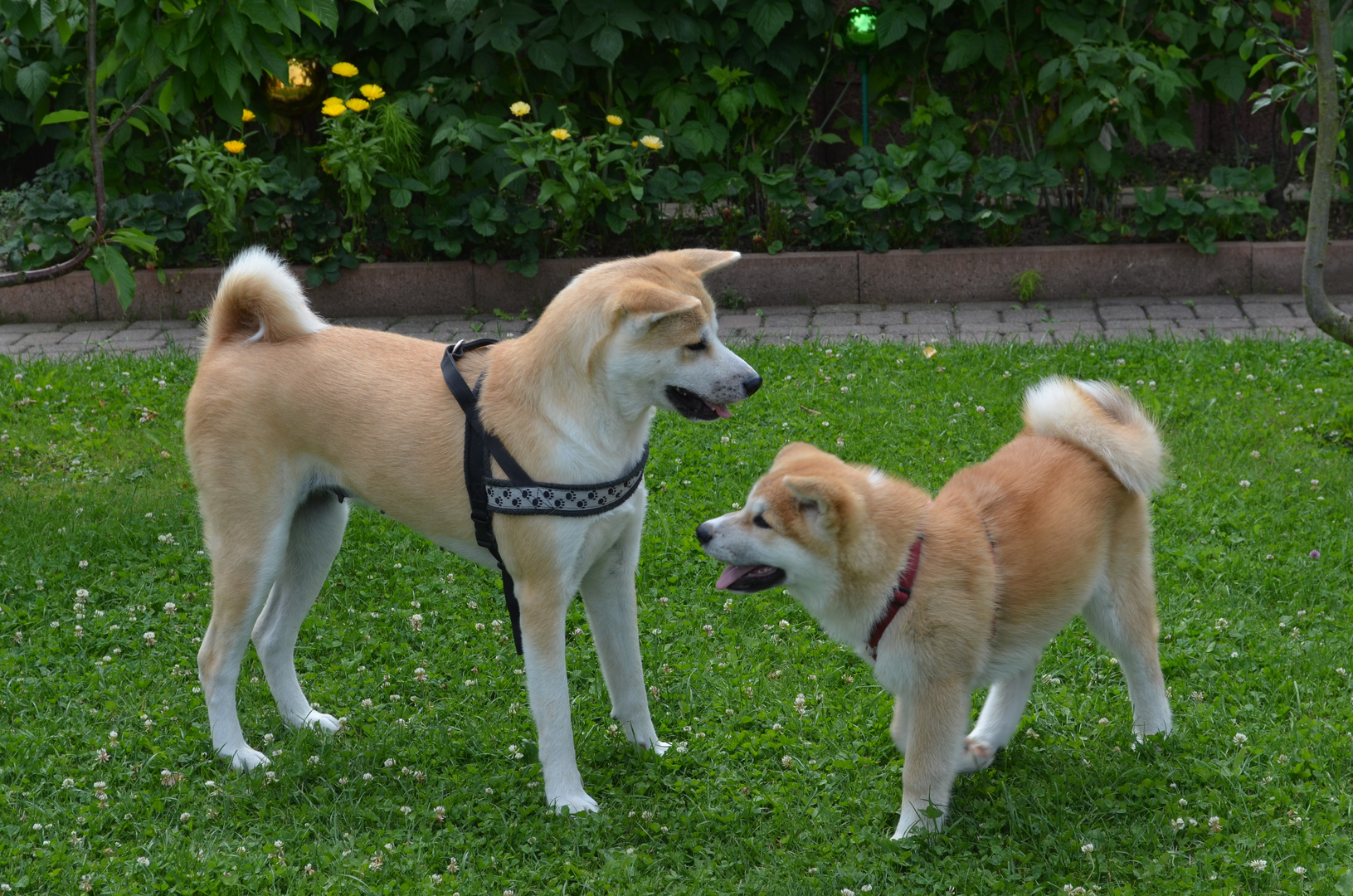 Akita Inu Candy Und Chara Foto Bild Tiere Haustiere Hunde Bilder Auf Fotocommunity