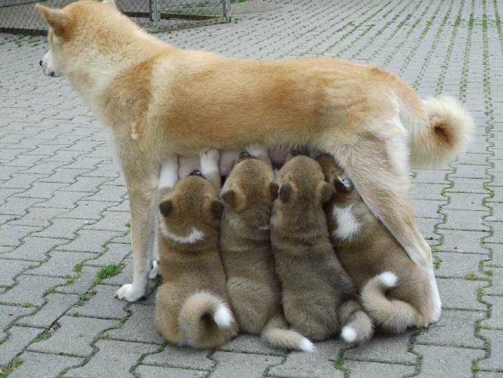 Akita inu