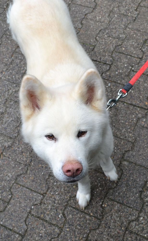 Akita Inu Weiss Foto Bild Tiere Haustiere Hunde Bilder Auf Fotocommunity