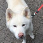 Akita Inu Weiss Foto Bild Tiere Haustiere Hunde Bilder Auf Fotocommunity