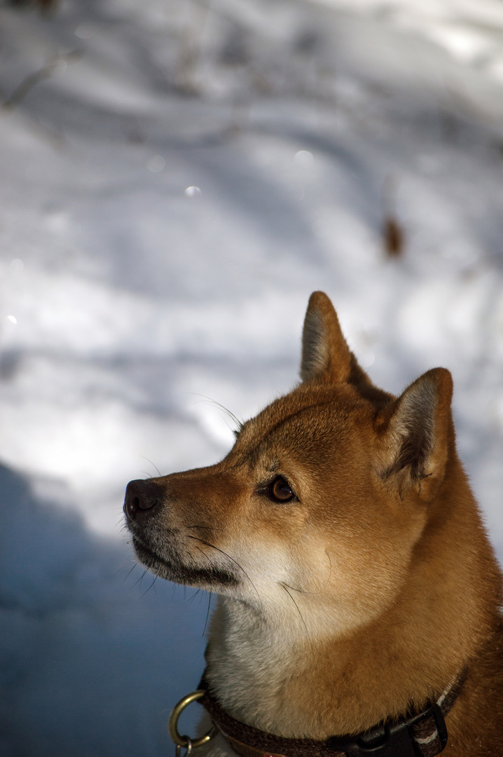 Akita Portrait