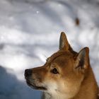 Akita Portrait