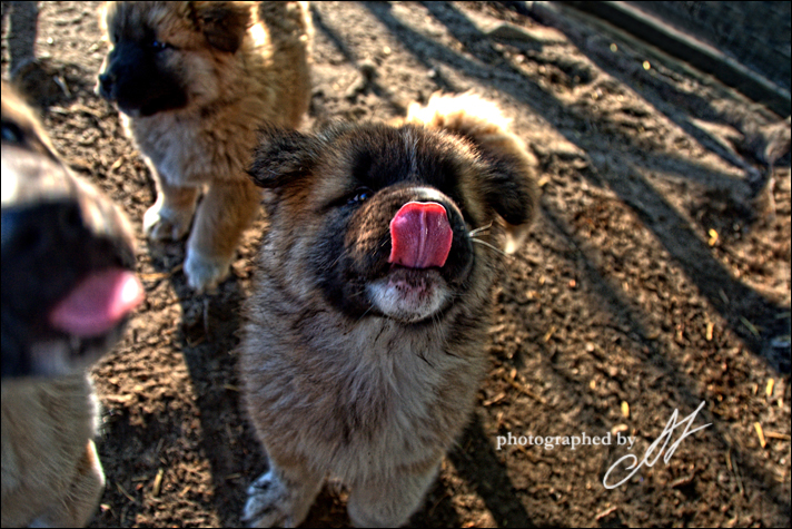 Akita-Puppy