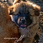 Akita-Puppy Smile