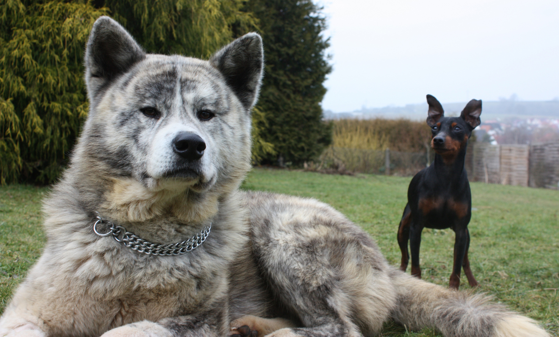 Akita und Zwergpinscher