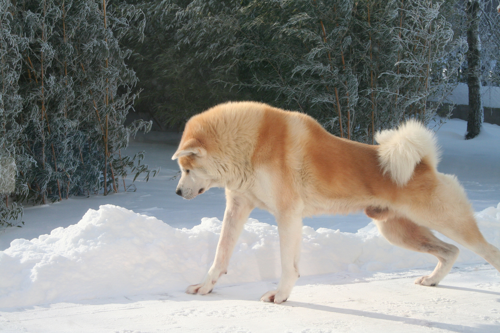 Akita-Yoga