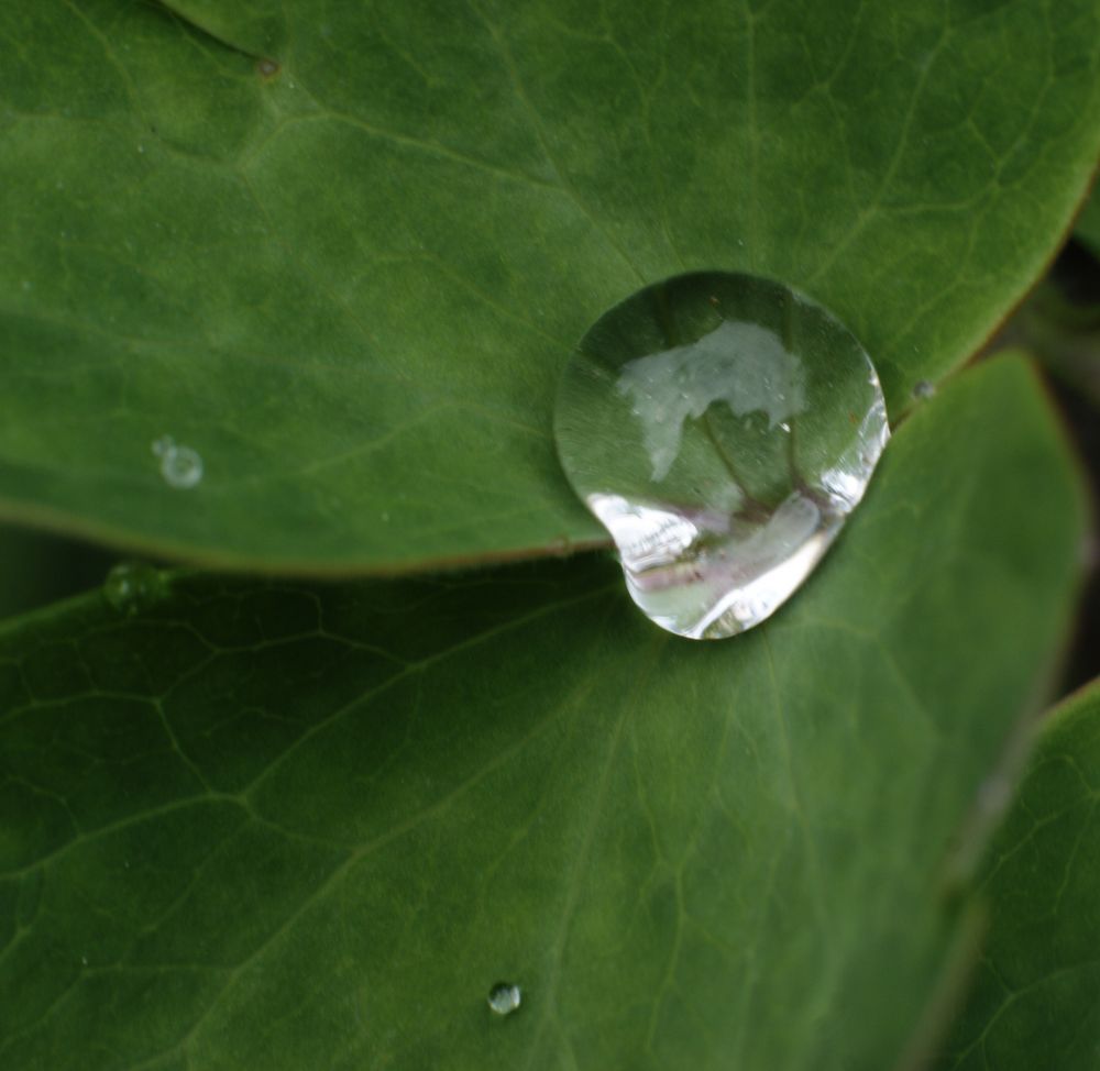 Akkeleiblatt mit Wassertropfen