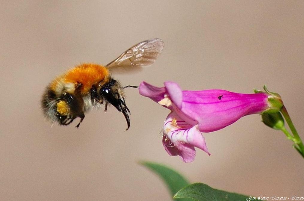 Akkerhommel - Bombus pascuorum