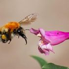 Akkerhommel - Bombus pascuorum