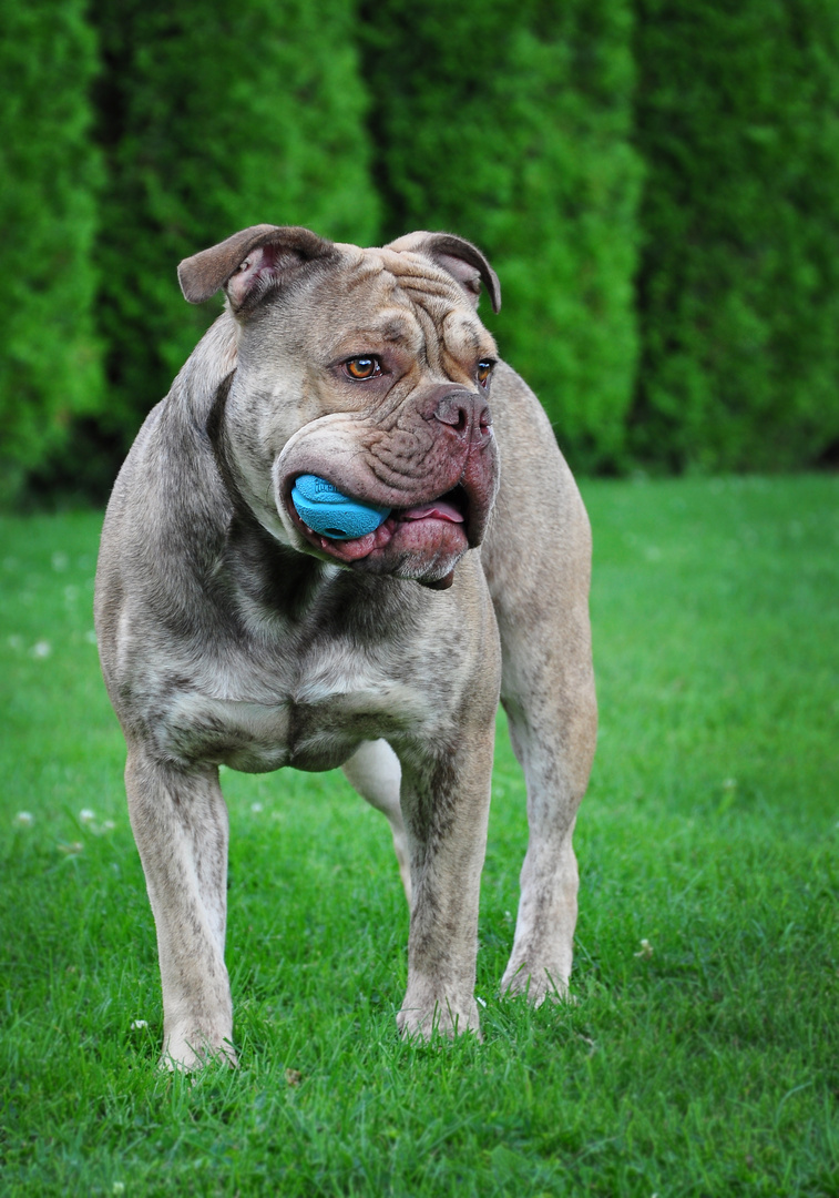 Akki (English Bulldog)