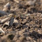 Akribisch... Grauammer  (Emberiza calandra, Syn.: Miliaria calandra) frisst Maiskorn