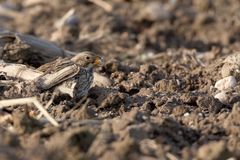 Akribisch... Grauammer  (Emberiza calandra, Syn.: Miliaria calandra) frisst Maiskorn