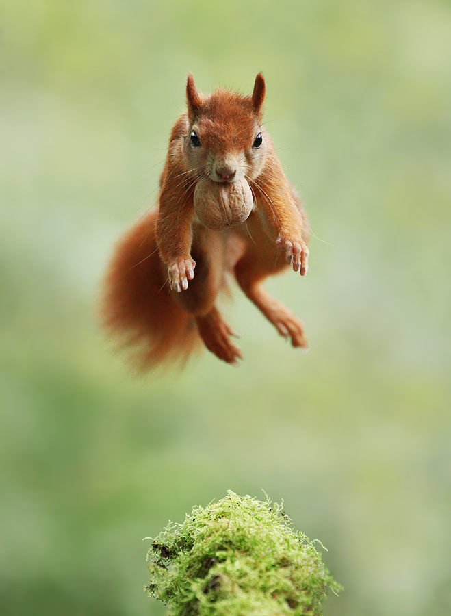 Akrobat Foto &amp; Bild eichhörnchen, nuss, natur Bilder auf