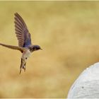 Akrobat der Lüfte (Hirundo rustica)