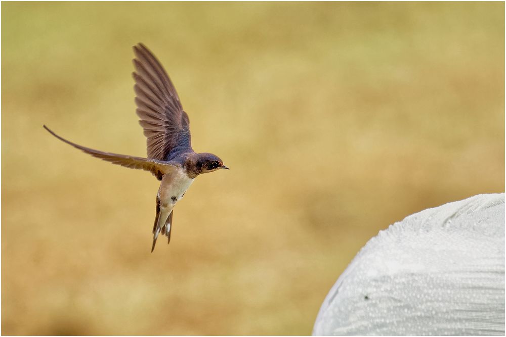 Akrobat der Lüfte (Hirundo rustica)