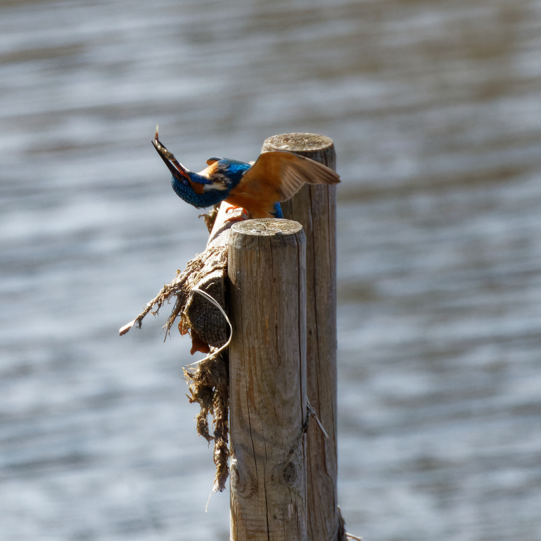 Akrobat Eisvogel