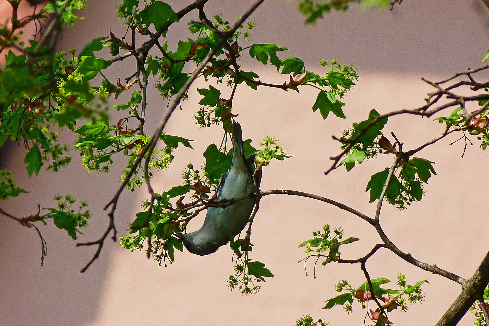 Akrobat im Baum