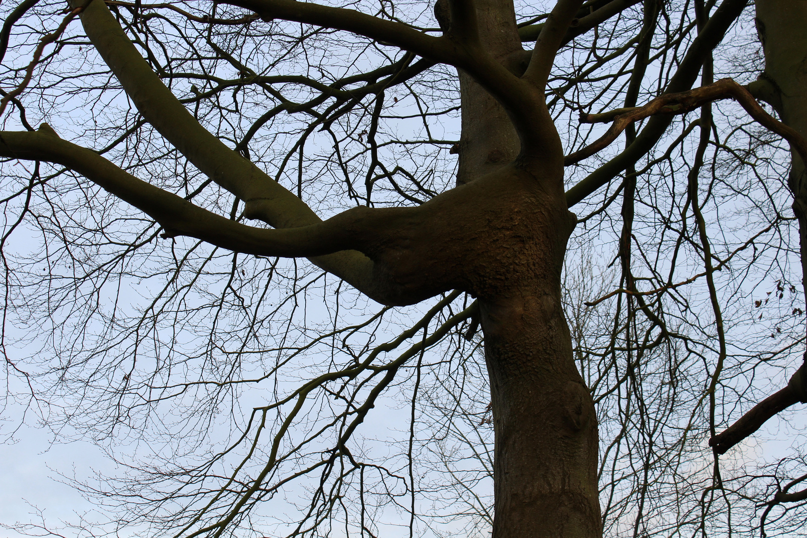 Akrobat im Baum ...