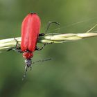 Akrobat - Scharlachroter Feuerkäfer (Pyrochroa coccinea)