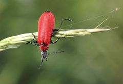 Akrobat - Scharlachroter Feuerkäfer (Pyrochroa coccinea)